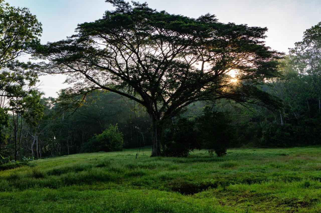فندق Oso De Osa Sierpe المظهر الخارجي الصورة